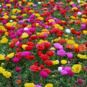 Sundial Mix Portulaca Grandiflora Moss Rose Seeds - 30 Seeds - Colorful Flowers - Image 11