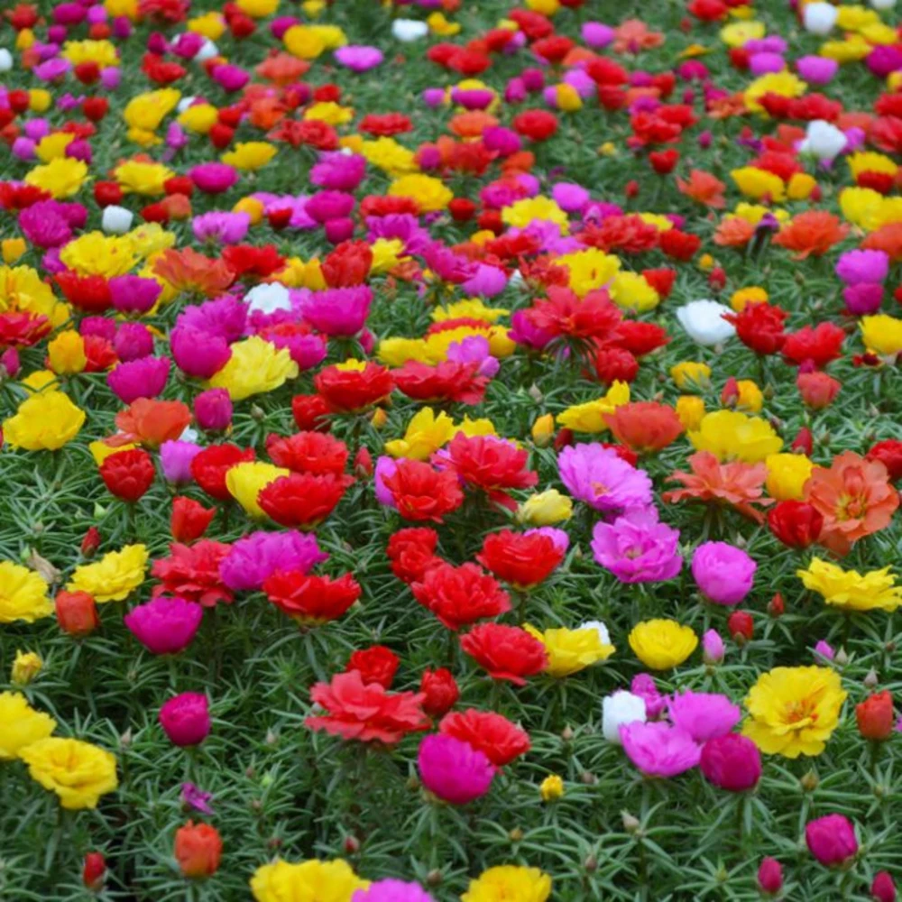 Sundial Mix Portulaca Grandiflora Moss Rose Seeds - 30 Seeds - Colorful Flowers - Image 11