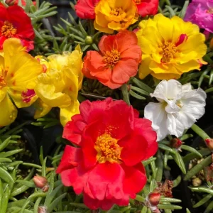 Sundial Mix Portulaca Grandiflora Moss Rose Seeds - 30 Seeds - Colorful Flowers - Image 13