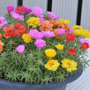 Sundial Mix Portulaca Grandiflora Moss Rose Seeds - 30 Seeds - Colorful Flowers - Image 14