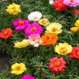 Sundial Mix Portulaca Grandiflora Moss Rose Seeds - 30 Seeds - Colorful Flowers - Image 2