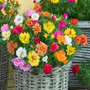 Sundial Mix Portulaca Grandiflora Moss Rose Seeds - 30 Seeds - Colorful Flowers - Image 3