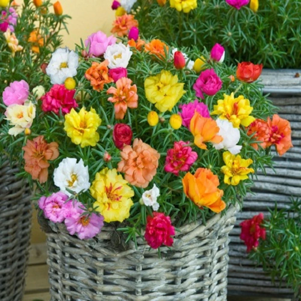 Sundial Mix Portulaca Grandiflora Moss Rose Seeds - 30 Seeds - Colorful Flowers - Image 3