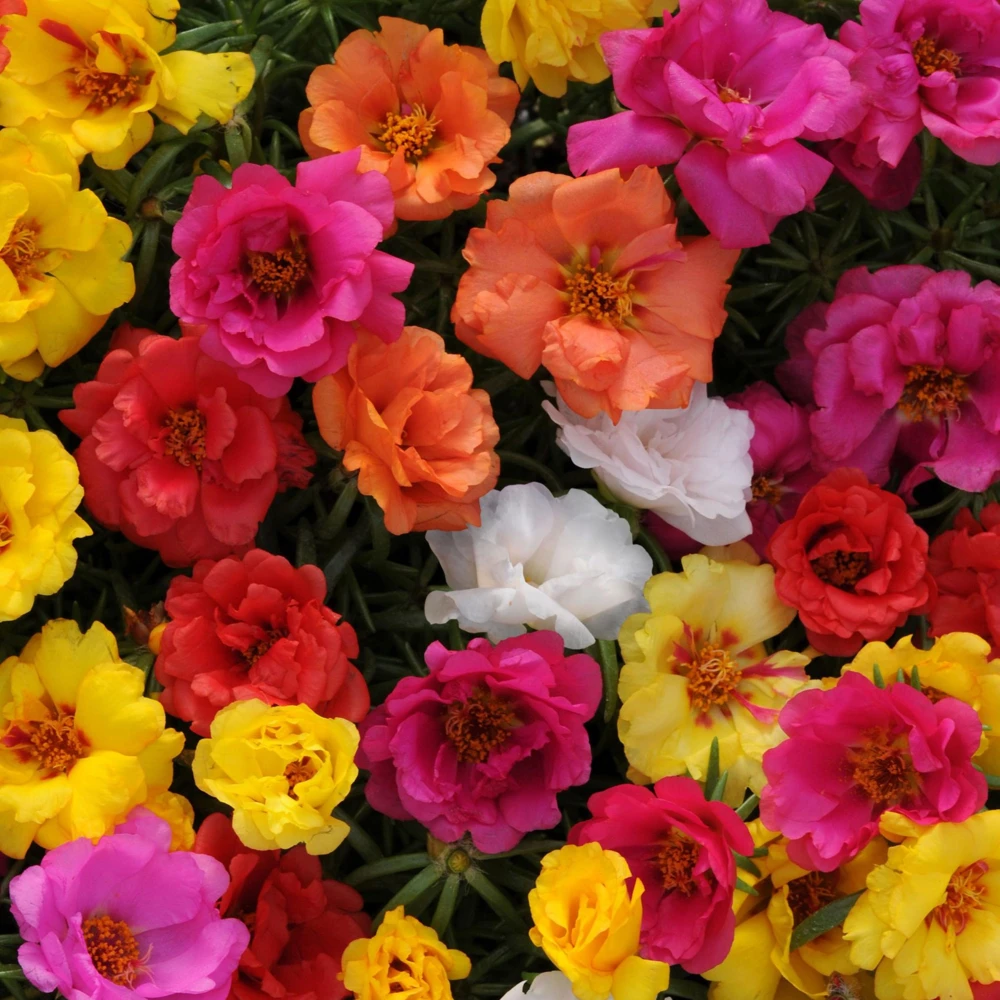 Sundial Mix Portulaca Grandiflora Moss Rose Seeds - 30 Seeds - Colorful Flowers - Image 4