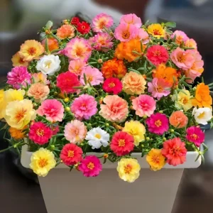 Sundial Mix Portulaca Grandiflora Moss Rose Seeds - 30 Seeds - Colorful Flowers - Image 6