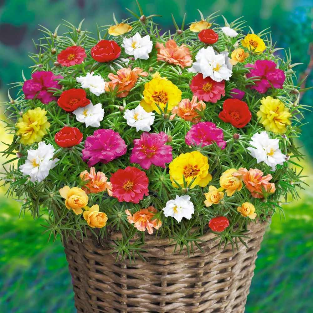 Sundial Mix Portulaca Grandiflora Moss Rose Seeds - 30 Seeds - Colorful Flowers - Image 7