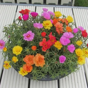 Sundial Mix Portulaca Grandiflora Moss Rose Seeds - 30 Seeds - Colorful Flowers - Image 8