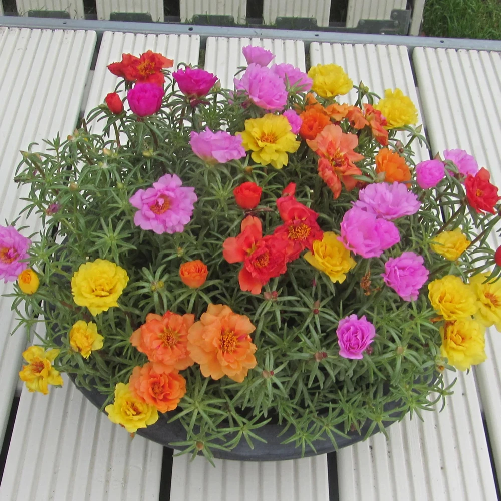 Sundial Mix Portulaca Grandiflora Moss Rose Seeds - 30 Seeds - Colorful Flowers - Image 8