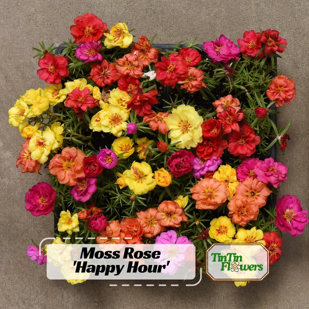 Sundial Mix Portulaca Grandiflora Moss Rose Seeds - 30 Seeds - Colorful Flowers - Image 1