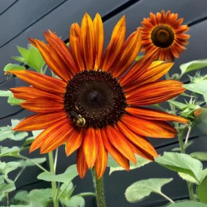 Sunflower Seeds - Annual Flowers - Non-GMO Mix Seeds for Planting - 25 Seeds - Image 10