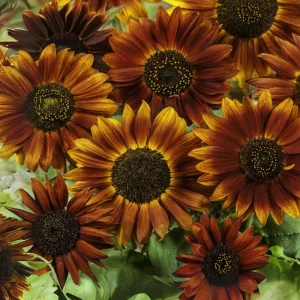 Sunflower Seeds - Annual Flowers - Non-GMO Mix Seeds for Planting - 25 Seeds - Image 11
