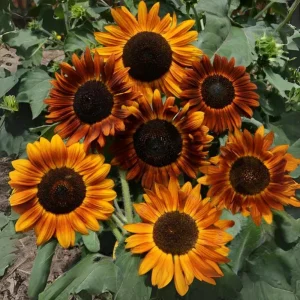 Sunflower Seeds - Annual Flowers - Non-GMO Mix Seeds for Planting - 25 Seeds - Image 12