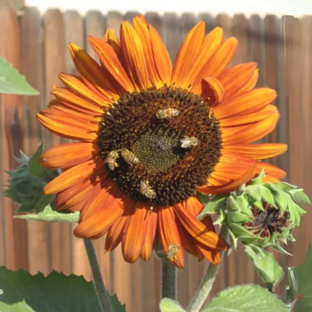 Sunflower Seeds - Annual Flowers - Non-GMO Mix Seeds for Planting - 25 Seeds - Image 13