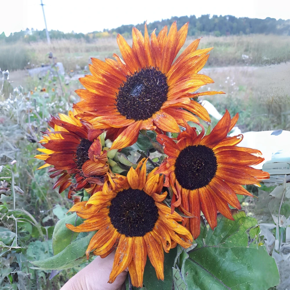 Sunflower Seeds - Annual Flowers - Non-GMO Mix Seeds for Planting - 25 Seeds - Image 14