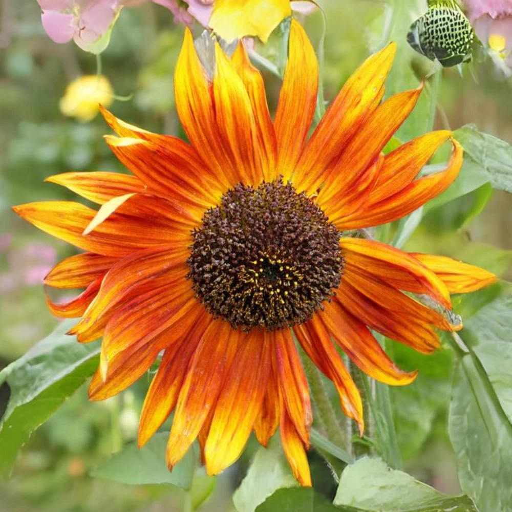 Sunflower Seeds - Annual Flowers - Non-GMO Mix Seeds for Planting - 25 Seeds - Image 15