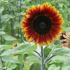 Sunflower Seeds - Annual Flowers - Non-GMO Mix Seeds for Planting - 25 Seeds - Image 2
