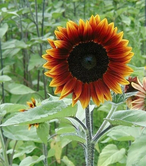 Sunflower Seeds - Annual Flowers - Non-GMO Mix Seeds for Planting - 25 Seeds - Image 2