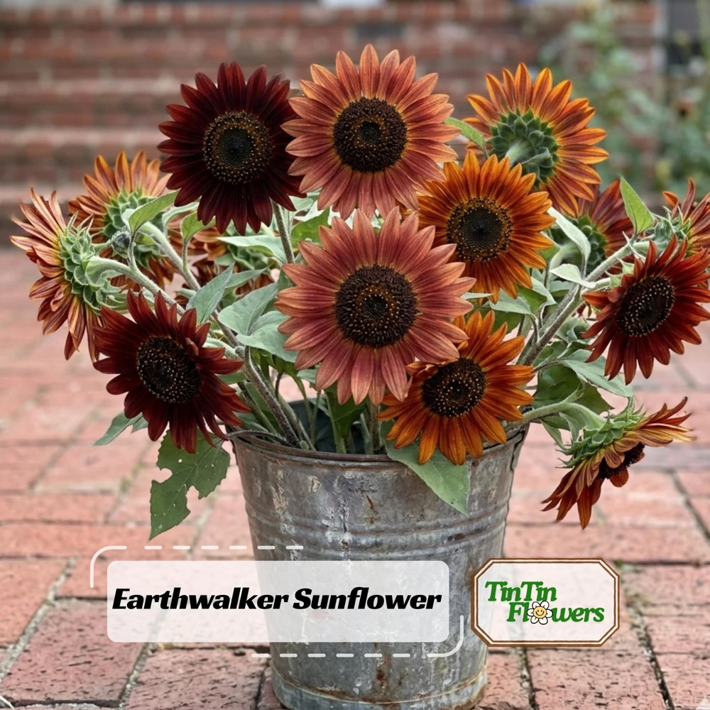 Sunflower Seeds - Annual Flowers - Non-GMO Mix Seeds for Planting - 25 Seeds - Image 1