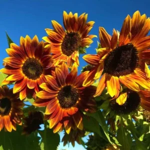 Sunflower Seeds - Annual Flowers - Non-GMO Mix Seeds for Planting - 25 Seeds - Image 3