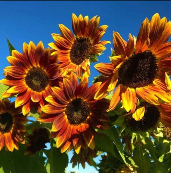 Sunflower Seeds - Annual Flowers - Non-GMO Mix Seeds for Planting - 25 Seeds - Image 3