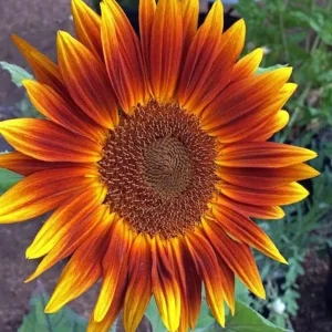 Sunflower Seeds - Annual Flowers - Non-GMO Mix Seeds for Planting - 25 Seeds - Image 4