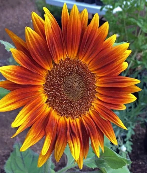 Sunflower Seeds - Annual Flowers - Non-GMO Mix Seeds for Planting - 25 Seeds - Image 4