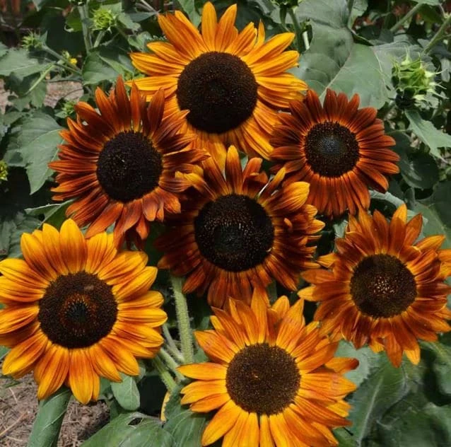 Sunflower Seeds - Annual Flowers - Non-GMO Mix Seeds for Planting - 25 Seeds - Image 5