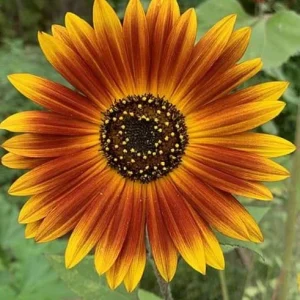 Sunflower Seeds - Annual Flowers - Non-GMO Mix Seeds for Planting - 25 Seeds - Image 6