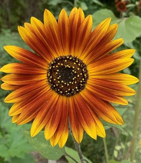 Sunflower Seeds - Annual Flowers - Non-GMO Mix Seeds for Planting - 25 Seeds - Image 6