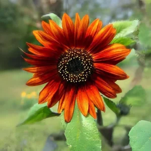 Sunflower Seeds - Annual Flowers - Non-GMO Mix Seeds for Planting - 25 Seeds - Image 7