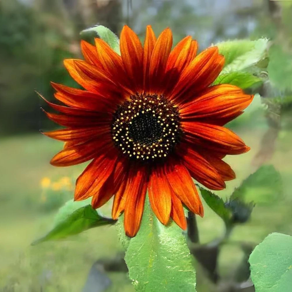 Sunflower Seeds - Annual Flowers - Non-GMO Mix Seeds for Planting - 25 Seeds - Image 7