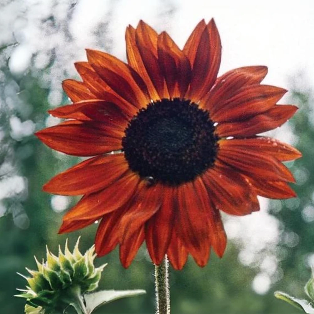 Sunflower Seeds - Annual Flowers - Non-GMO Mix Seeds for Planting - 25 Seeds - Image 8