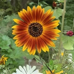 Sunflower Seeds - Annual Flowers - Non-GMO Mix Seeds for Planting - 25 Seeds - Image 9
