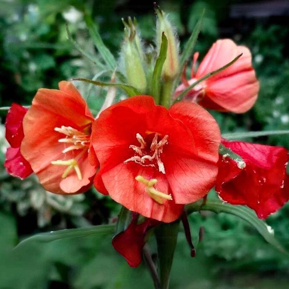 Sunset Boulevard Evening Primrose Seeds - Pink Yellow Blooms - Perennial - 30 Seeds - Image 10