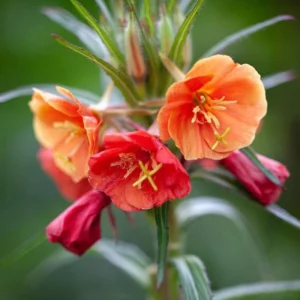 Sunset Boulevard Evening Primrose Seeds - Pink Yellow Blooms - Perennial - 30 Seeds - Image 11
