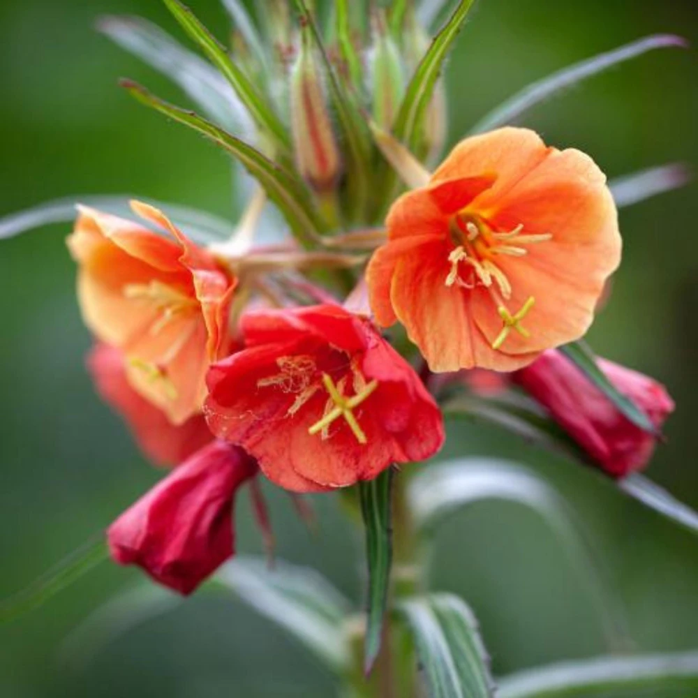 Sunset Boulevard Evening Primrose Seeds - Pink Yellow Blooms - Perennial - 30 Seeds - Image 11
