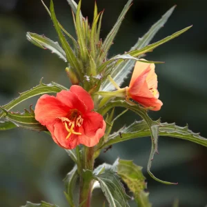 Sunset Boulevard Evening Primrose Seeds - Pink Yellow Blooms - Perennial - 30 Seeds - Image 14