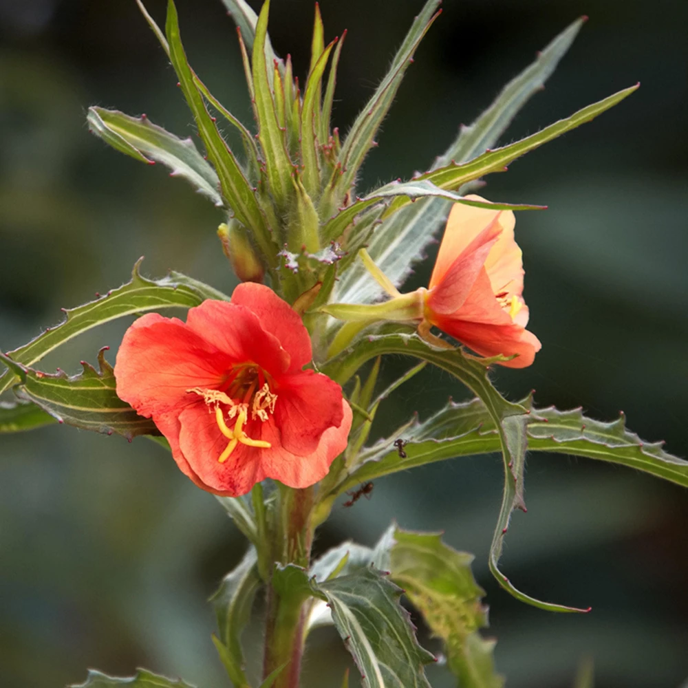 Sunset Boulevard Evening Primrose Seeds - Pink Yellow Blooms - Perennial - 30 Seeds - Image 14