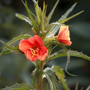Sunset Boulevard Evening Primrose Seeds - Pink Yellow Blooms - Perennial - 30 Seeds - Image 15