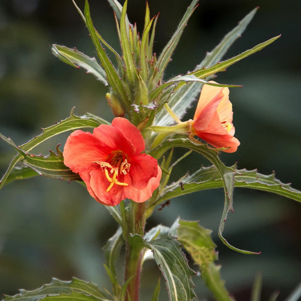 Sunset Boulevard Evening Primrose Seeds - Pink Yellow Blooms - Perennial - 30 Seeds - Image 15