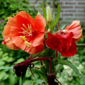 Sunset Boulevard Evening Primrose Seeds - Pink Yellow Blooms - Perennial - 30 Seeds - Image 16