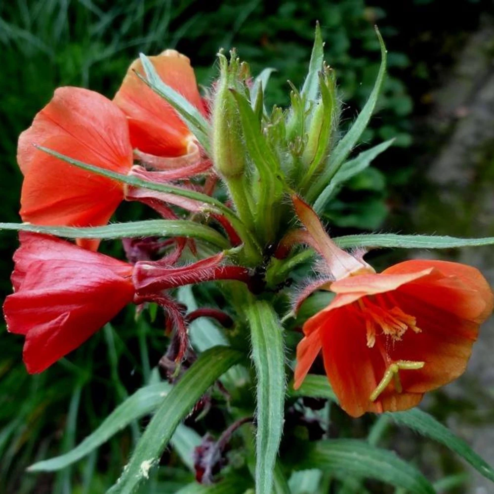 Sunset Boulevard Evening Primrose Seeds - Pink Yellow Blooms - Perennial - 30 Seeds - Image 17