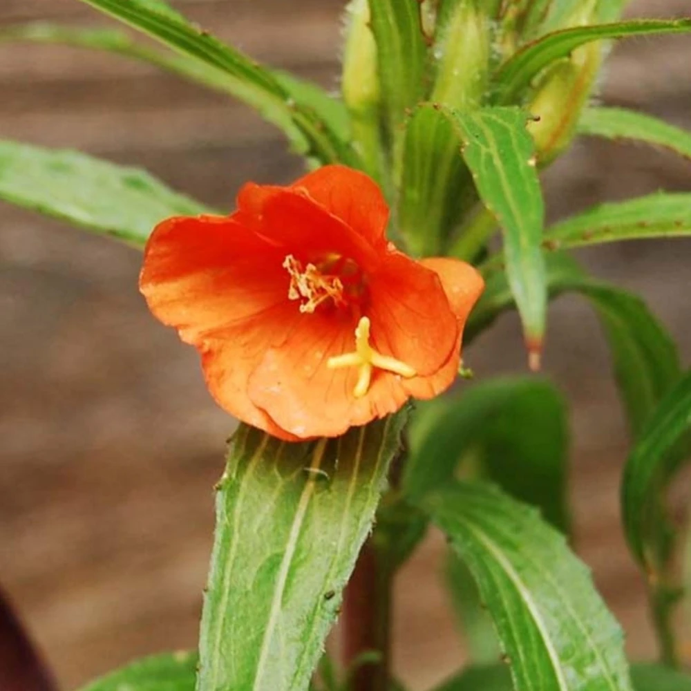 Sunset Boulevard Evening Primrose Seeds - Pink Yellow Blooms - Perennial - 30 Seeds - Image 2