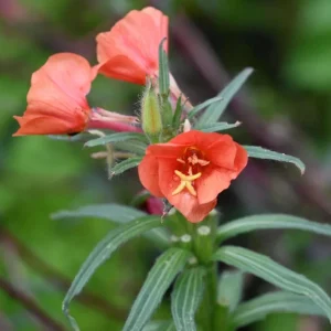 Sunset Boulevard Evening Primrose Seeds - Pink Yellow Blooms - Perennial - 30 Seeds - Image 3