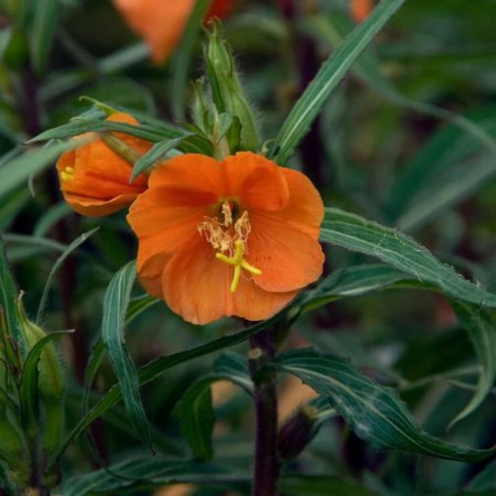 Sunset Boulevard Evening Primrose Seeds - Pink Yellow Blooms - Perennial - 30 Seeds - Image 4