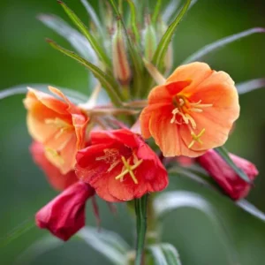 Sunset Boulevard Evening Primrose Seeds - Pink Yellow Blooms - Perennial - 30 Seeds - Image 5