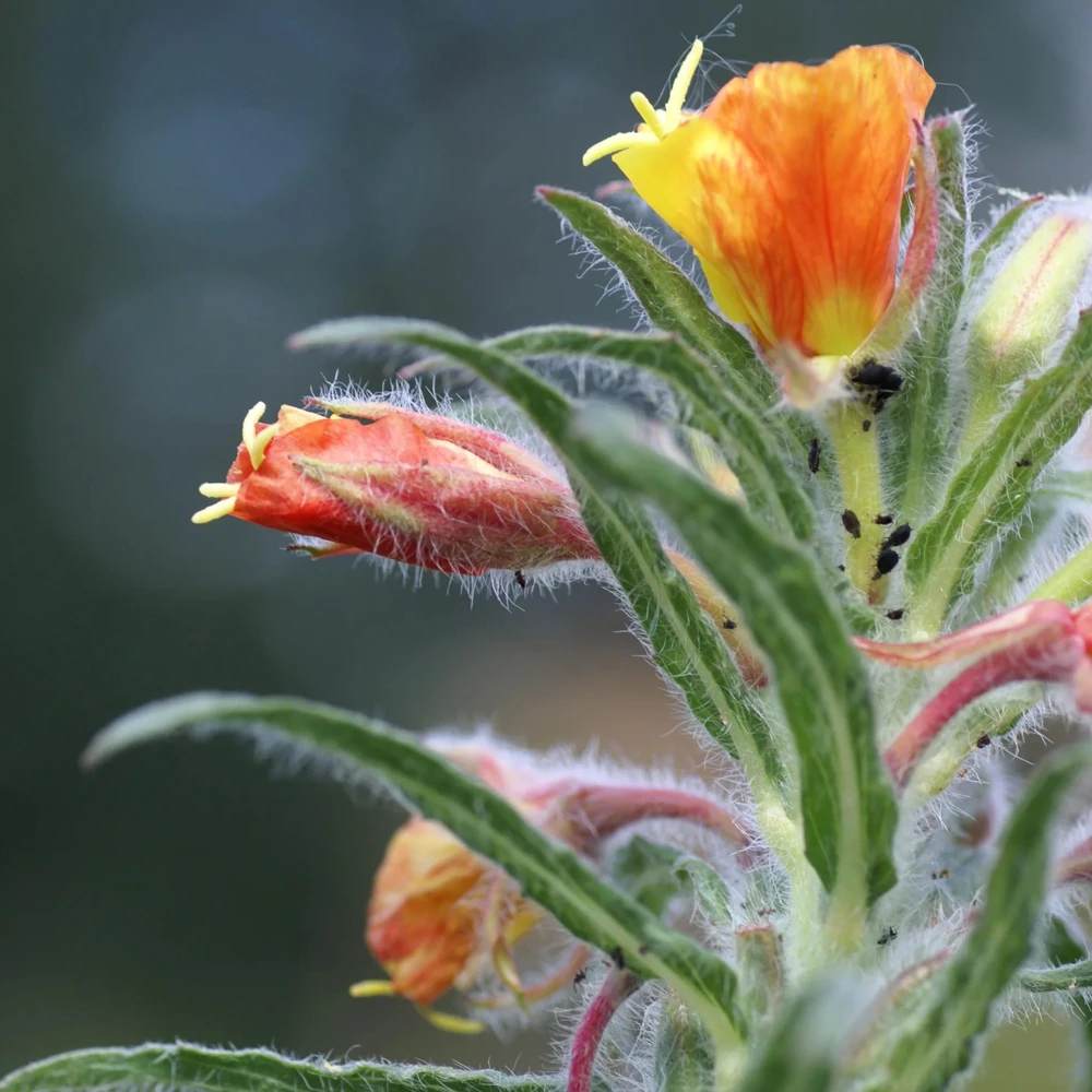 Sunset Boulevard Evening Primrose Seeds - Pink Yellow Blooms - Perennial - 30 Seeds - Image 6