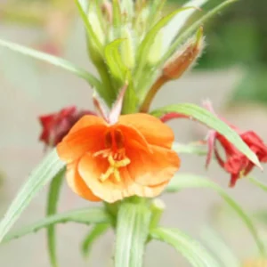 Sunset Boulevard Evening Primrose Seeds - Pink Yellow Blooms - Perennial - 30 Seeds - Image 7