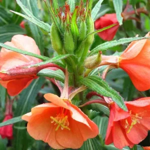 Sunset Boulevard Evening Primrose Seeds - Pink Yellow Blooms - Perennial - 30 Seeds - Image 8