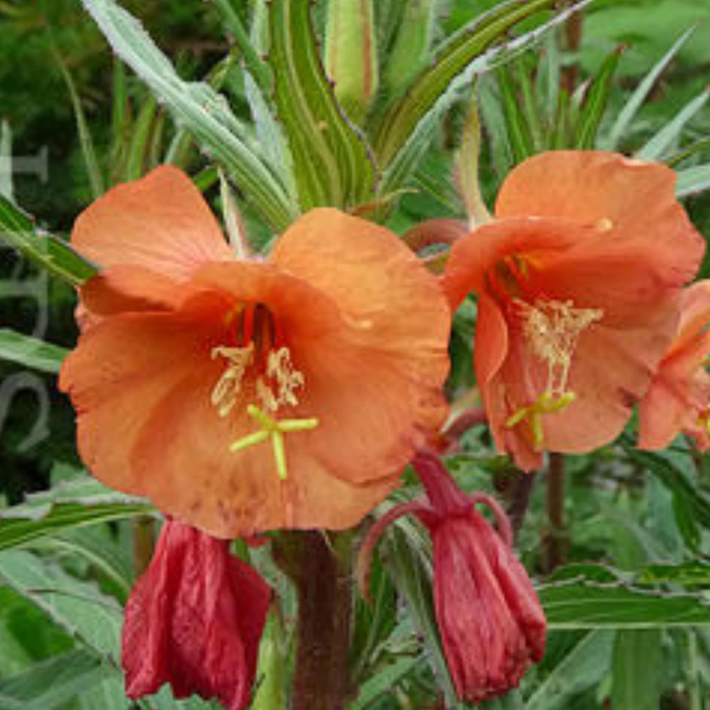 Sunset Boulevard Evening Primrose Seeds - Pink Yellow Blooms - Perennial - 30 Seeds - Image 9